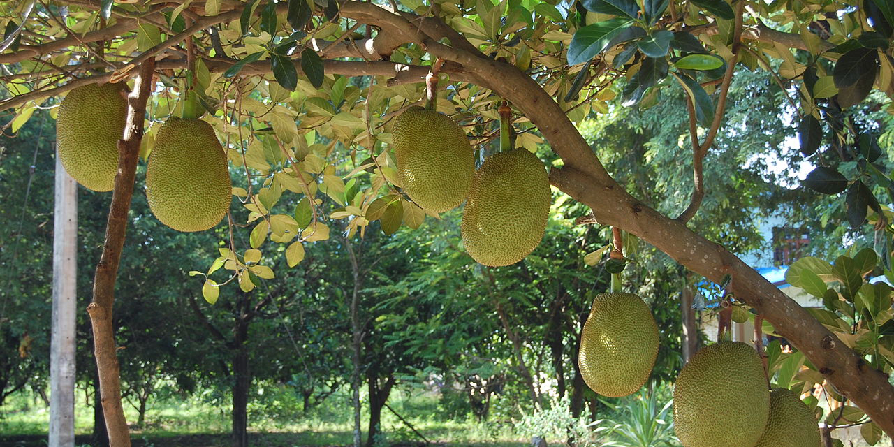 Хлебно дърво (Artocarpus)